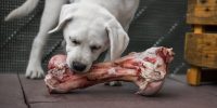 hund labrador biter på ben köttben